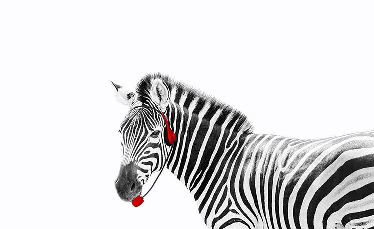 カスタマーサポート