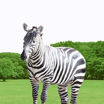 グリーンしまうま活動