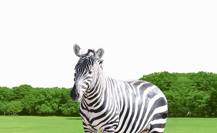 グリーンしまうま活動