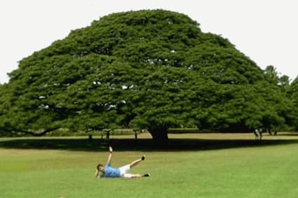 Tips 41 - しまうまプリントの成長記録フォトブック